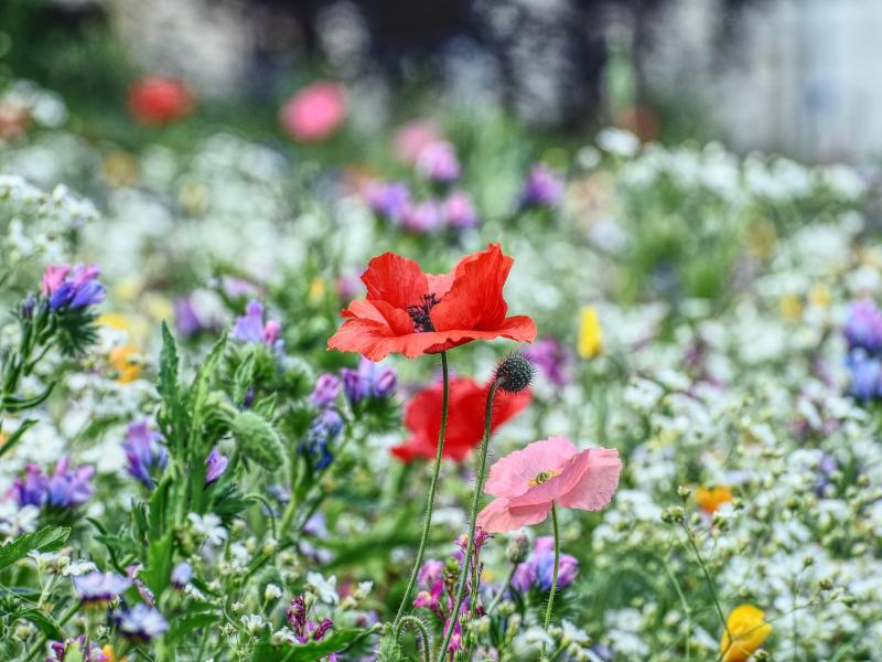 En blomstereng med vilde blomster. En rød valmue i midten.